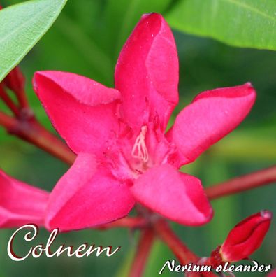Oleander "Colnem" - Nerium oleander - Größe C08