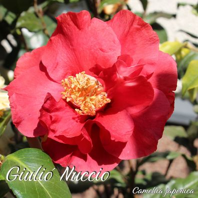 Kamelie "Giulio Nuccio" - Camellia japonica - 3-jährige Pflanze (269)