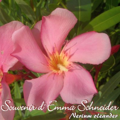 Oleander "Souvenir d' Emma Schneider" - Nerium oleander - Größe C03