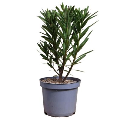 Oleander "Nr. 18" - Nerium oleander - Größe C03