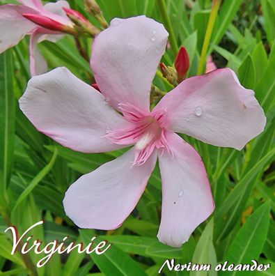 Oleander "Virginie" - Nerium oleander - Größe C03