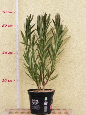 Oleander "Nr. 13" - Nerium oleander - Größe C03