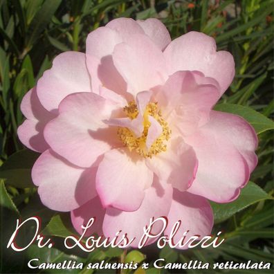 Kamelie "Dr. Louis Polizzi" - C. saluensis x reticulata - 3-jährige Pflanze (181)