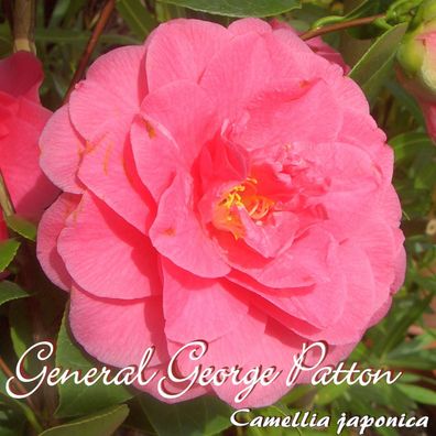 Kamelie "General George Patton" - Camellia japonica - 3-jährige Pflanze (214)