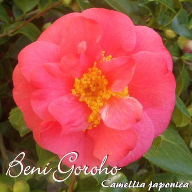 Kamelie "Beni Goroho" - Camellia japonica - 3-jährige Pflanze (29)