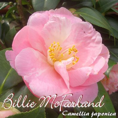 Kamelie "Billie McFarland" - Camellia japonica - 3-jährige Pflanze (28)