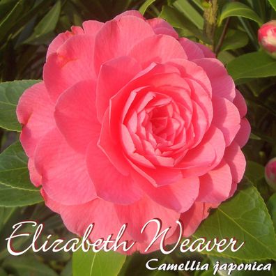 Kamelie "Elizabeth Weaver" - Camellia japonica - 3-jährige Pflanze (157)