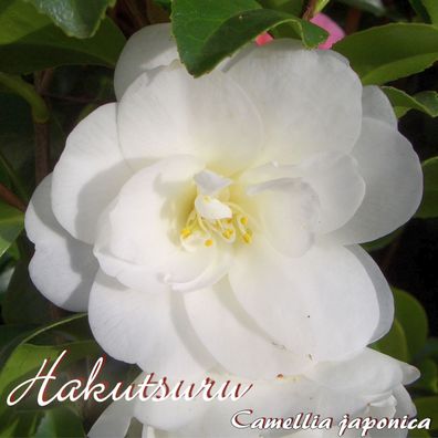 Kamelie "Hakutsuru" - Camellia japonica - 3-jährige Pflanze (58)