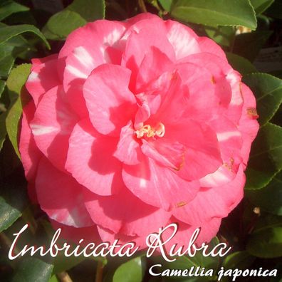Kamelie "Imbricata Rubra" - Camellia japonica - 3-jährige Pflanze (44)