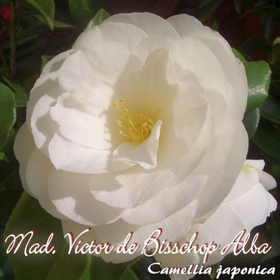 Kamelie "Mad. Victor de Bisschop Alba" - Camellia japonica - 3-jährige Pflanze (38)