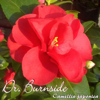 Kamelie "Dr. Burnside" - Camellia japonica - 4 bis 5-jährige Pflanze (53)