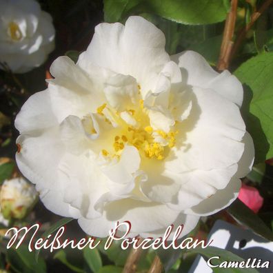 Kamelie "Meißner Porzellan" - Camellia - 4 bis 5-jährige Pflanze (245)