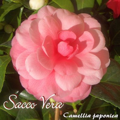Kamelie "Sacco Vera" - Camellia japonica - 3-jährige Pflanze (143)