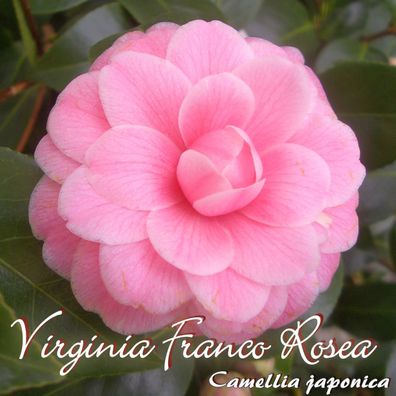 Kamelie "Virginia Franco Rosea" - Camellia japonica - 3-jährige Pflanze (184)
