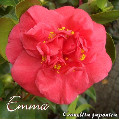 Kamelie "Emma" - Camellia japonica - 3-jährige Pflanze (41)