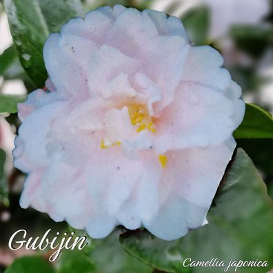 Kamelie "Gubijin" - Camellia japonica - 3-jährige Pflanze (296)