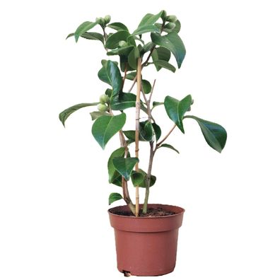 Kamelie "Man Size" - Camellia japonica - 3-jährige Pflanze (311)