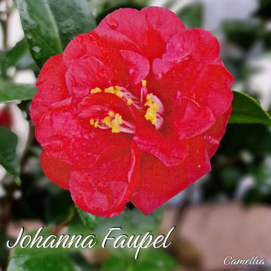Kamelie "Johanna Faupel" - Camellia - 3-jährige Pflanze (276)