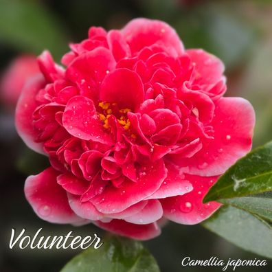 Kamelie "Volunteer" - Camellia japonica - 5 bis 6-jährige Pflanze (NL)