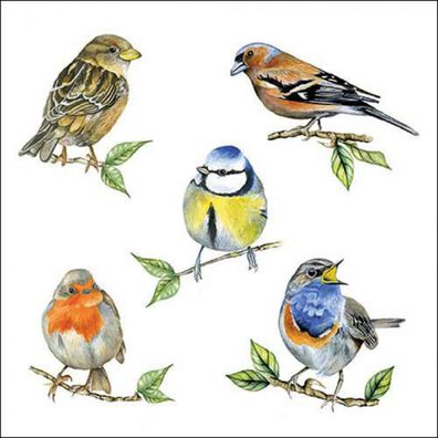 Servietten Papier 33x33cm 3-lag. mit Singvögel Motiv 20 Stück