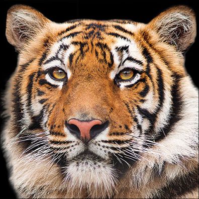 Servietten Papier 33x33cm 3-lag. mit Tiger Motiv 20 Stück