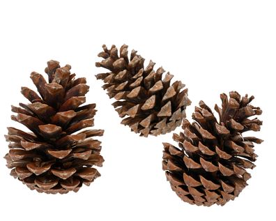 Tannenzapfen / Deko Naturzapfen 3er Set Natur / Braun