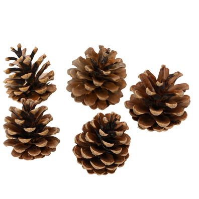 Tannenzapfen / Deko Naturzapfen 5-6cm braun 5er Set