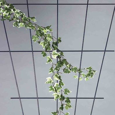Rosenspalier V-Form weiß 150 x 75 cm