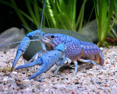Blauer Floridakrebs - Procambarus alleni