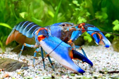 Blauer Tigerkrebs - Cherax alyciae var. "Blue Kong Blue Claw"