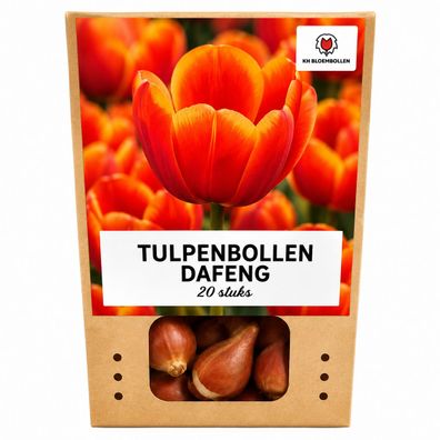 Tulpenzwiebeln 'Dafeng' | 20 Stück | Große orangefarbene Tulpen - Ø5cm - 30-50c