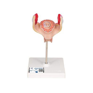 3B Scientific Anatomie Embryo 1. Monat L10/1 mit kostenloser Anatomie App