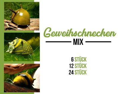 Geweihschnecken mix