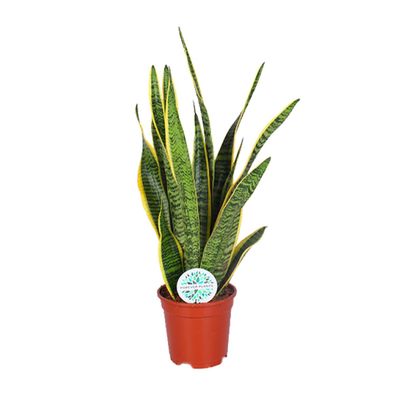 Sansevieria trifasciata Laurentii - Ø17cm - 45-55cm - Zimmerpflanze - Immergrün
