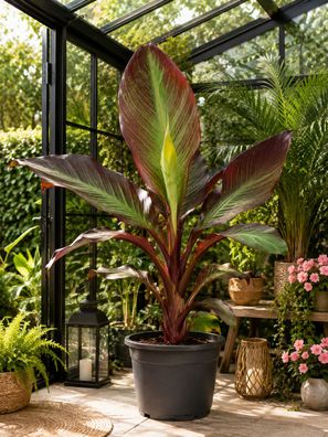 Rote Zierbanane Ensete ventricosum Maurelii 40-60 cm Bananenpflanze Exot