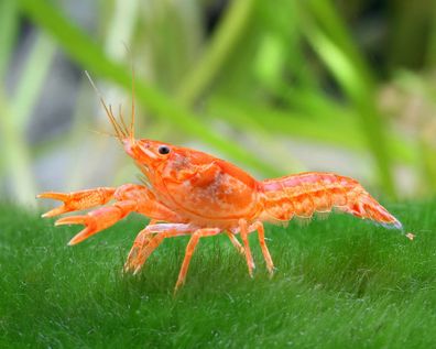 Orangefarbener Zwergkrebs, Oranger Zwergflusskrebs - CPO - Cambarellus patzcuarensis