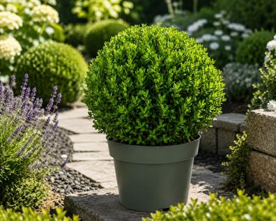Ilex crenata Jenny Kugel ca. 20 cm Buchsbaum Ersatz Japanische Stechpalme