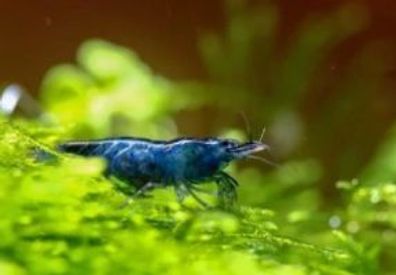 Blue Dream Garnele - Neocaridina davidi 10 Gruppe