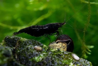 100er Gruppe Black Sakura Garnele - Neocaridina davidi