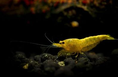 Yellow Fire Garnele