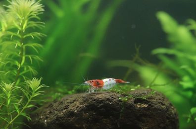 Rote Rilli Garnele 100 Gruppen