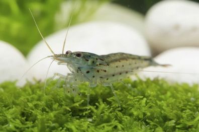 Amanogarnele - Größe "XL" -Caridina multidentata