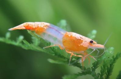 Orange Rili Volcano Garnele - Neocaridina davidi 100er Gruppe