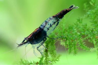 Zwerggarnele Black Rili - Neocaridina davidi | Schwarz-Weiß Garnele 100er Gruppe