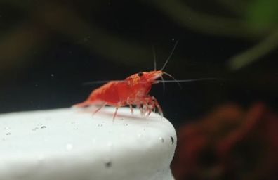 200 St. Red Sakura Garnele