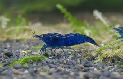 200 St. Blue Dream Garnele - Neocaridina davidi