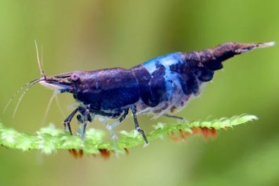 Neocaridina davidi „Blue Black Rili“ | kontrastreiche Zwerggarnele 100er Gruppe