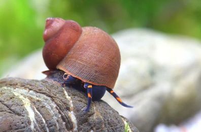 Blue Berry Snail - Notopala - Blaue Schnecke 100 er Gruppe