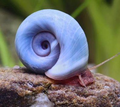 Blaue Posthornschnecke - Planorbella/Planorbis sp. (blau) 100er. Gruppe