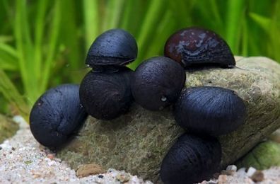 Stahlhelmschnecke (Napfschnecke) - robuste Algenfresserin fürs Aquarium 10 er Gruppe